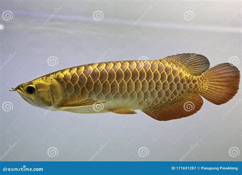 金龍魚屬於什麼魚種